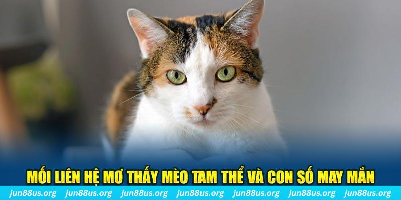 Giải Mã Mơ Thấy Mèo Tam Thể - Mối Liên Hệ Với Các Con Số 6 Mối liên hệ mơ thấy mèo tam thể và con số may mắn