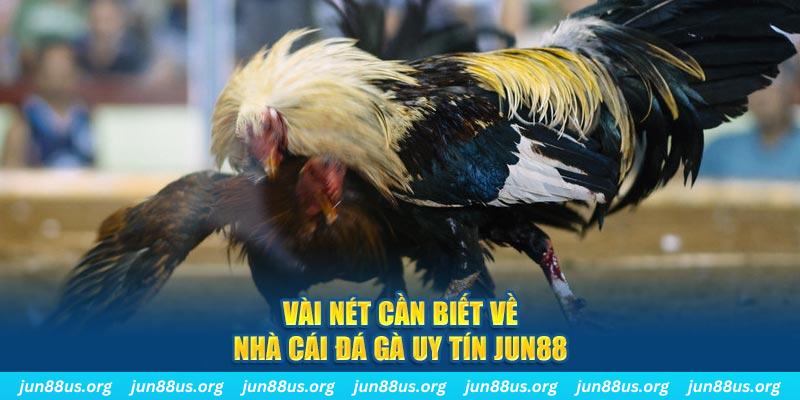 Jun88 - Nhà Cái Đá Gà Uy Tín, Chất Lượng Top 1 Việt Nam 2024 5 Vài nét cần biết về nhà cái đá gà uy tín Jun88